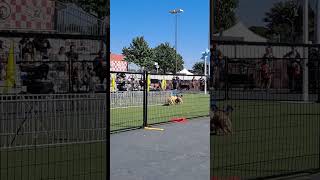 Pig races at the Texas State Fair [upl. by Cy]