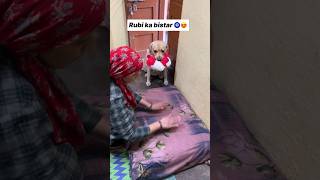 Rubi ka bistar 😘  labra rubi  youtubeshorts shorts labrador dog funny memes cute song [upl. by Akeenat]