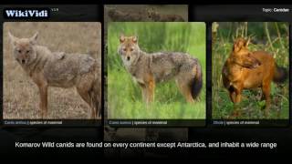 Canidae  WikiVidi Documentary [upl. by Nytsyrk]