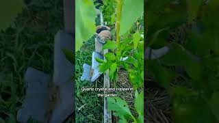 Electroculture experiment Using copper and quartz crystal in the garden [upl. by Angele]