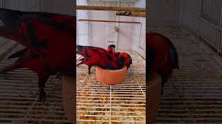 Mashallah Bluestreaked lory birds lorry [upl. by Arielle]