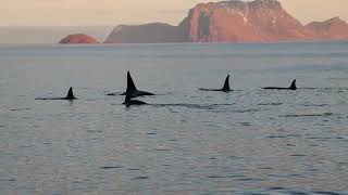 Orcas in Skjervøy Norway on November 11 2024 [upl. by Tnecniv520]