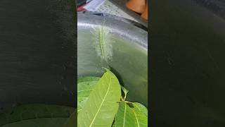 Leaf like insect youtubeshorts trending [upl. by Sorac]