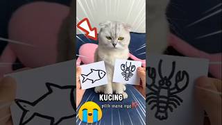 Di suruh Babu kucing pilih kanan atau kiri🤔❗ [upl. by Arias363]