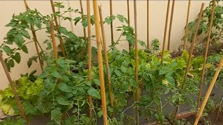 Winter vegetables part 3❤️❤️dailygardening garden flowergarden [upl. by Zellner]