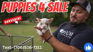 9 Week Old Bully Puppies Available [upl. by Aihseit]