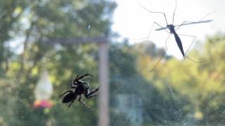 Jumping Spider hunting a Crane Fly [upl. by Llenrev]