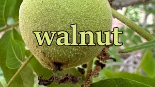 Native uses of walnut [upl. by Atiugram]