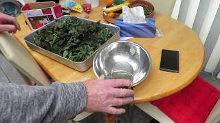 How to Dry and process herbs plants and leaves for making herbal tea Stinging nettle Urtica dioica [upl. by Howland]