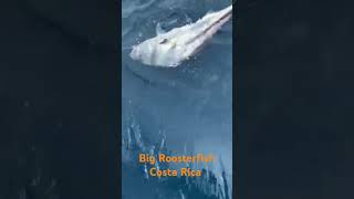 I Caught a HUGE Roosterfish in Costa Rica [upl. by Hinman]