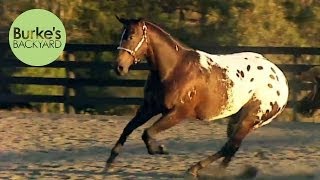 Appaloosa Full Movie Facts And Review  Viggo Mortensen  Ed Harris [upl. by Pammi791]