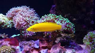 Yellow wrasse 3 years [upl. by Matthus]