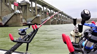 Catch Tons of Fall Catfish Below the Dam with this Technique [upl. by Spatz]