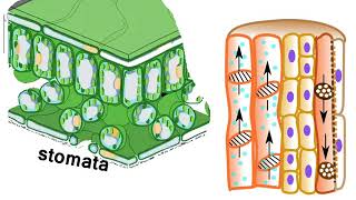 श्वसन– Respiration in Plants – Gaseous exchange  in Hindi [upl. by Bud]