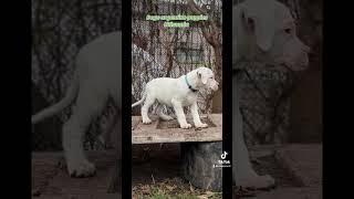 Dogo argentino puppies Lithuania [upl. by Kwarteng137]