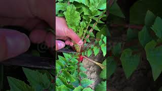 The process of pruning radishes before harvesting [upl. by Lilaj]