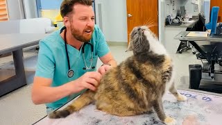 When your Cat thinks the Vet is a Day Spa [upl. by Brynna]