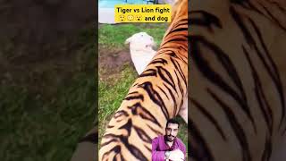 Tiger vs Lion and dog fight 😮😳😲channelsubscribe funny fym comedy funnyclips [upl. by Aicat]