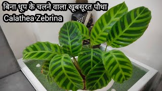 How to grow Maranta calathea Zebrina  praying plant  maranta calathea  maranta  calathea plant [upl. by Anirb485]