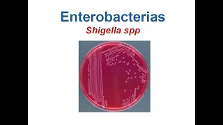 Shigella [upl. by Stanway809]