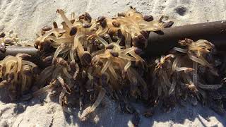 Goose barnacles Lepas testudinata on Noordhoek Beach [upl. by Augustin756]