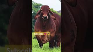 Gau mata 🌍❤️‍🔥 cow redcow bull cattle haiderhaiderrecordsanimals horse youtubefarmfarmlife [upl. by Nizam]