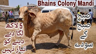 Bhains Colony Mandi Karachi Cattle Rates Update 8May2024  Cow Mandi 2024  Bakra Eid 2024 [upl. by Neelsaj183]