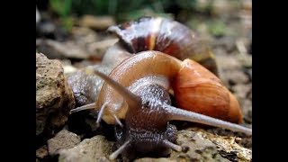 FleshEating Predatory Snail The Rosy Wolf Snail [upl. by Kosse]