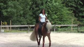 haflinger dressage [upl. by Laughlin]