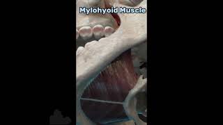 Mylohyoid Muscle💀 anatomy ytshorts youtubeshorts [upl. by Neom230]