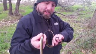 A whole bunch of Rattlesnakes found under an old camper roof [upl. by Weil]