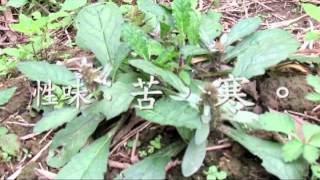 介紹藥用植物及民間常用青草藥散血草 別名：百症草，白尾蜈蚣，豬膽草。 [upl. by Herodias]