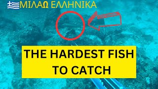 This Is The Hardest Fish To Catch  Spearfishing Greece [upl. by Rellek]