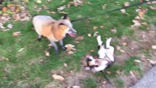 Border Beagle puppy plays with fox best friend [upl. by Spatz465]