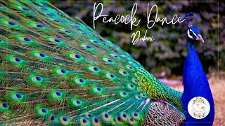 Zabeel Palace DubaiPeacocks dancetrendingpeacok dancing beautiful nature birds garden dubai [upl. by Kolodgie]