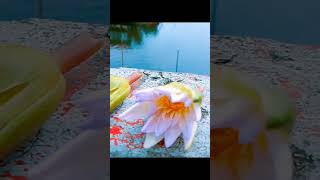 🥰🥀সুন্দর🥰🥀 music rap song lyrics newsong natureloverforlife subscribe candlelight [upl. by Etnovert474]