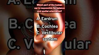 Human ear  Ear functionalities  how the human ear listens to the sound  shortsfeed quiz [upl. by Aspia]