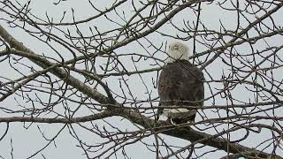 122923 Bald Eagle Tukwila Wa 6536159 [upl. by Aduhey]