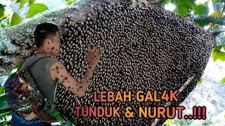 Cara Hipnotis Lebah Gal4k Tunduk dan Jinak Sama Kita Ribuan Tawon Liar Pasrah di Panen Madunya [upl. by Deegan]