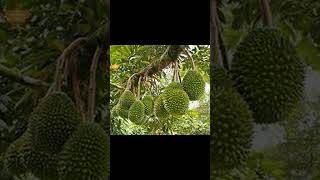 RAUB MUSANG KING DURIAN ORCHARD 9 ACRES FH LAND FOR SALE 0 [upl. by Aicinat]