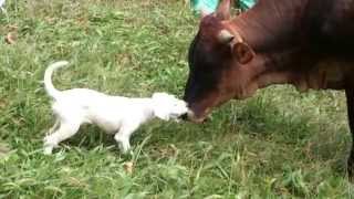 Little dog plays with cow Cachorro juega con vaca [upl. by Gilemette923]