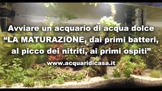 Avviare un acquario di acqua dolce quotLA MATURAZIONE primi batteri picco dei nitriti primi ospitiquot [upl. by Screens928]