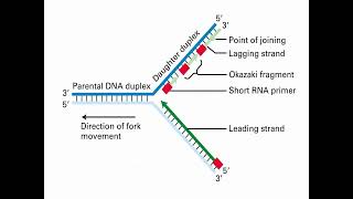 Process of DNA Replication and Synthesis [upl. by Dnalyaw]