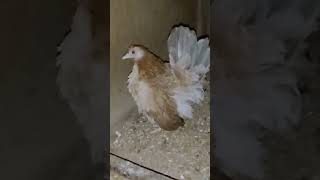 Serama chicken the smallest chicken of the world [upl. by Ahseenak]