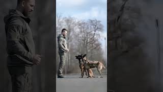 k9 dog dogsoftiktok tactical dogtrainer trending viralvideo [upl. by Laumas776]