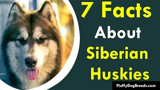 7 Facts About Siberian Huskies Uncover the Fascinating History of These Amazing Dogs [upl. by Maureene671]