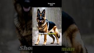 Working Line German Shepherd VS Showline German Shepherd fyp shorts germanshepherd doglover [upl. by Wun912]