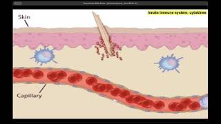 Introducción inmunología pt 3 inmunidad innata [upl. by Corina396]