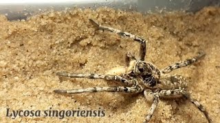 Lycosa singoriensis tarantula [upl. by Reichert]