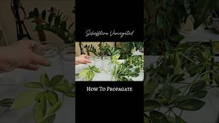 Schefflera Propagation in Water 💚 schefflera indoorplants shorts [upl. by Mirabel42]